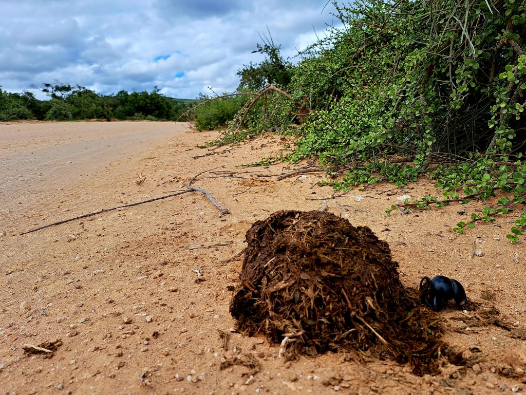 Voel jy soms net nutteloos? Moeg. Asof al wat jy doen is om die bollie wat ander maak skoon te maak. Voel jy soms soos n miskruier? Het jy geweet n miskruier is n belangrike diertjie / insek?