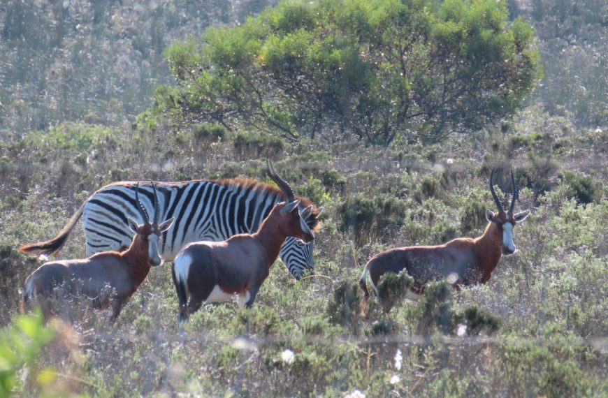 A Two-Hour Safari